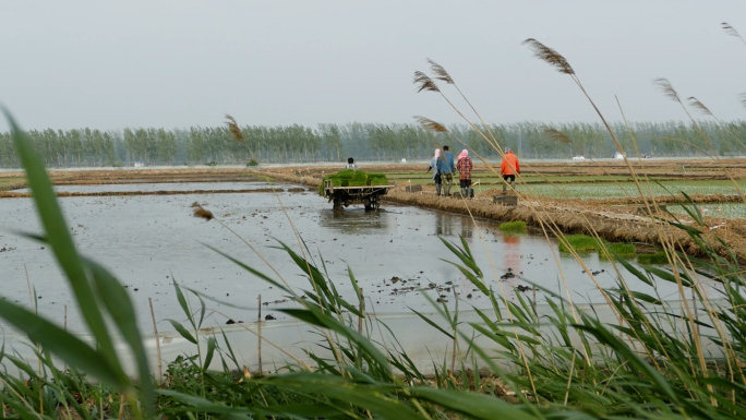 东北水稻种植基地