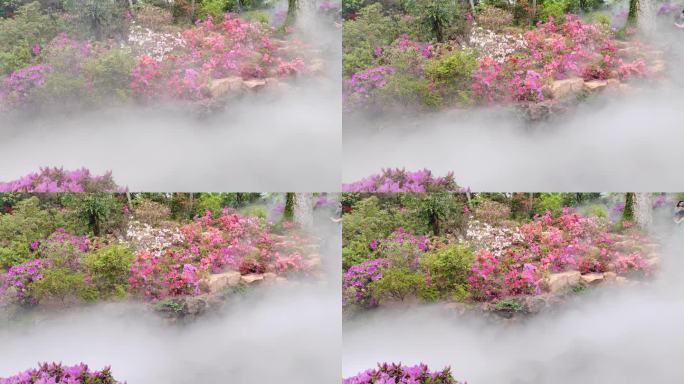 云雾飘渺鲜花盛开