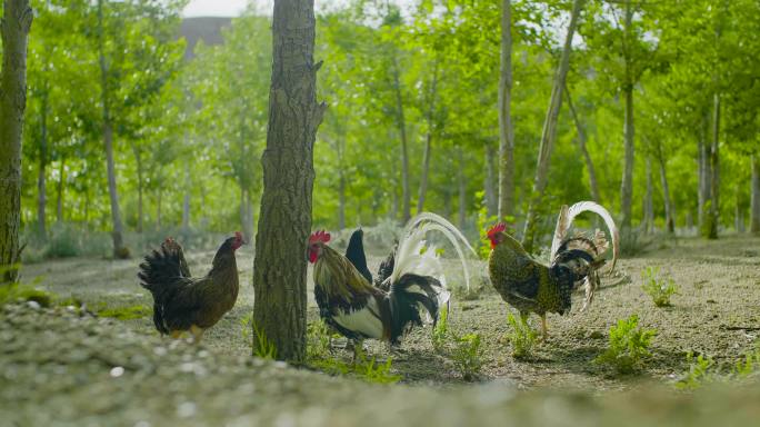 农村散养鸡 原生态鸡群 鸡群觅食 鸡啄食