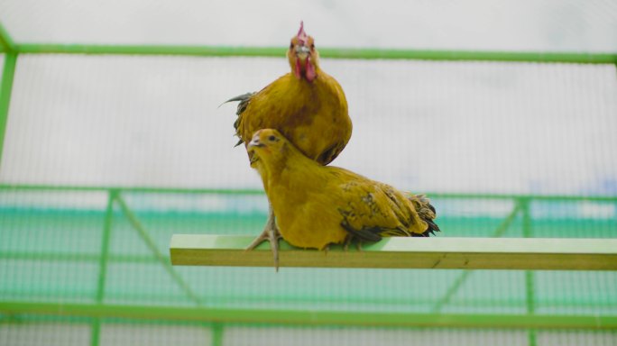 鸡饲料 啄食 饲养 鸡场 鸡舍现代化养殖