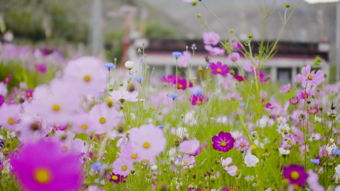 阳光 温馨 花透过阳光 花草 唯美景色