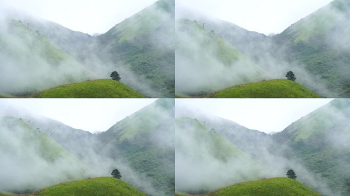 森林云海山峰云雾缭绕雨后树林山林山脉风景