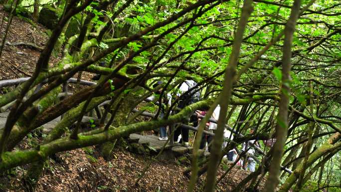 清晨爬山登山上楼梯背影脚步特写森林爬楼梯