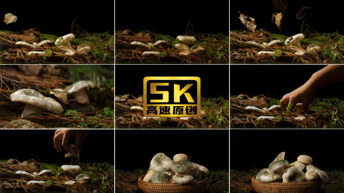 5K-云南野生菌，野生食用菌，青头菌