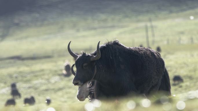 原创高原牦牛吃草自然天然放养