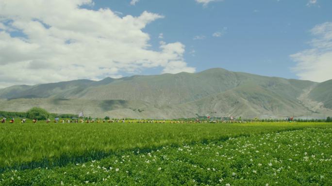 西藏农民 农民节日 期待丰收 敬田敬地
