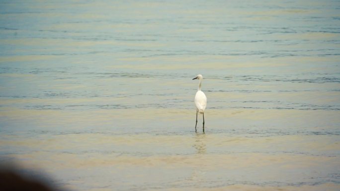 海上白鹭