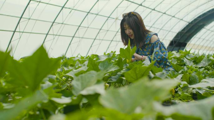 果园 新农村 采摘 蔬菜基地 枇杷 南瓜