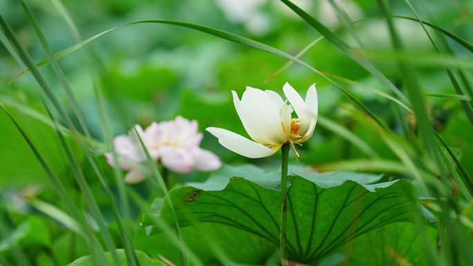 夏天池塘里的荷花