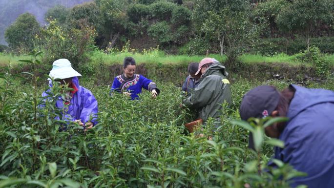 实拍高山茶园少数民族采春茶采茶空镜4