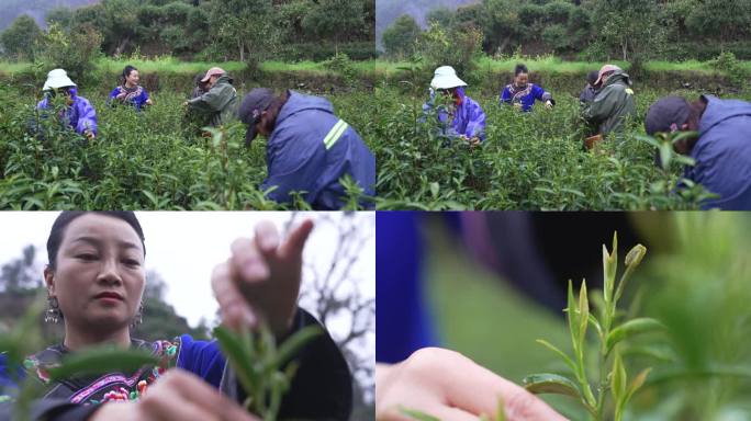 实拍高山茶园少数民族采春茶采茶空镜4