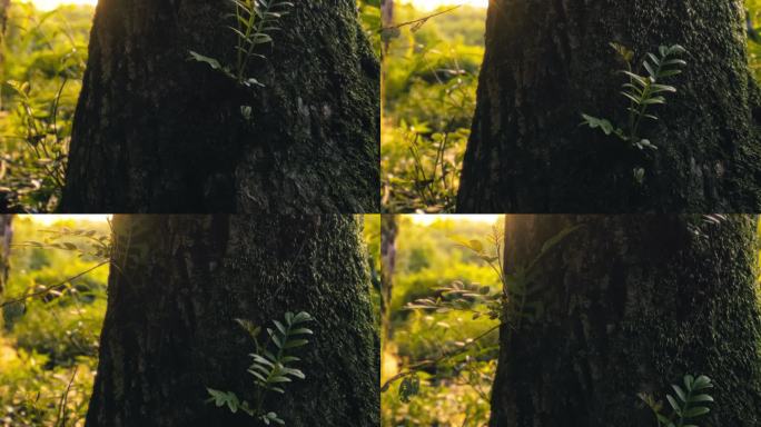 4K拍摄日落时分溪水流动的山间树林