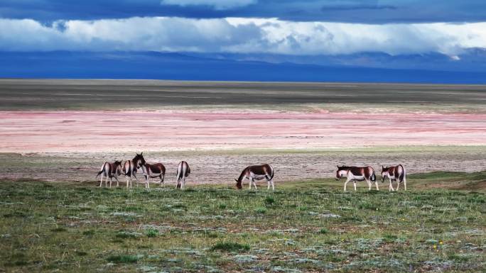 青海可可西里藏野驴野生动物实拍航拍视频