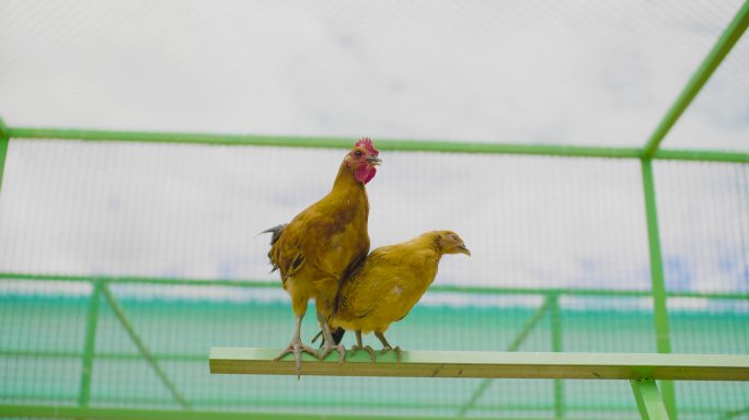 鸡群 养殖基地 家禽养殖 养鸡 鸡