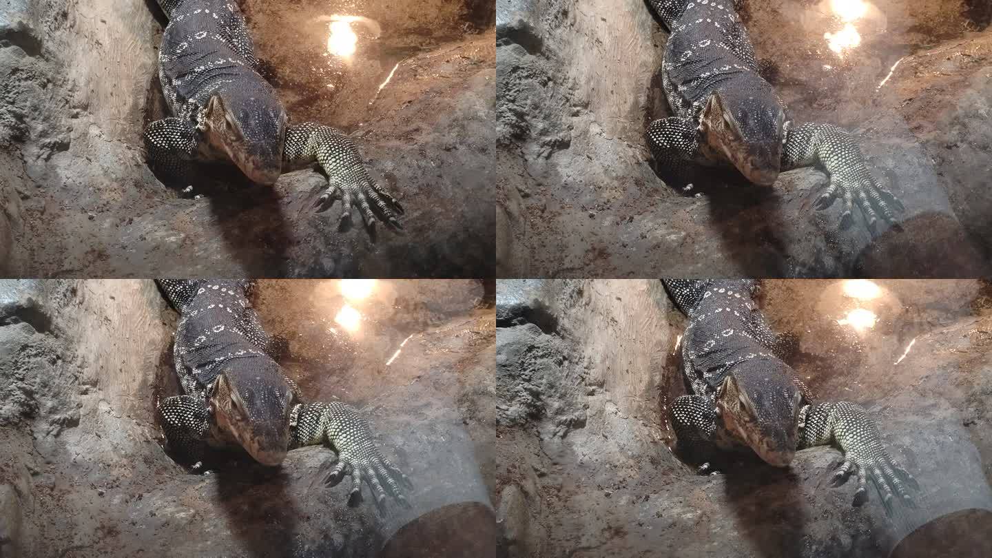 上海动物园里的蜥蜴