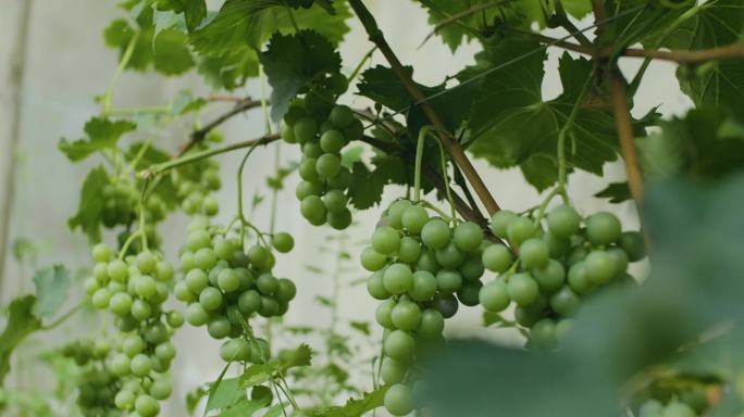 夏天水果 阳光玫瑰 阳光葡萄 青提子