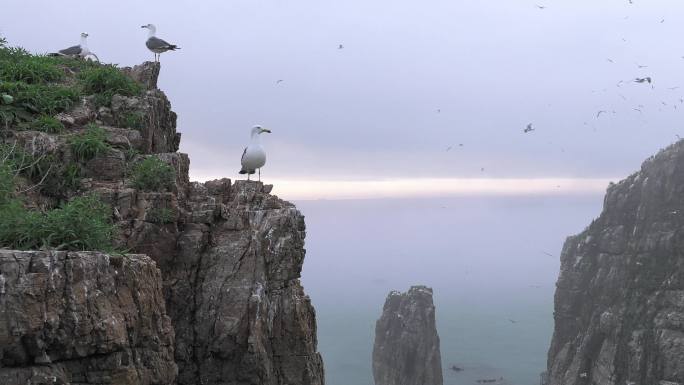 山东威海荣成海驴岛海鸥