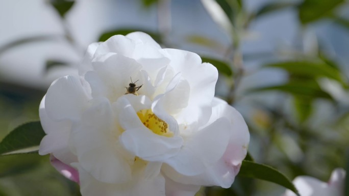 白色茶花、蜜蜂采蜜慢动作03