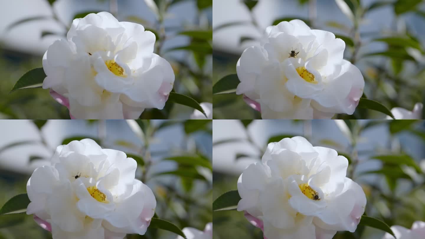 白色茶花、蜜蜂采蜜慢动作03