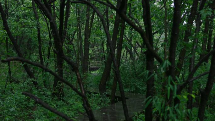 雨中的森林片段