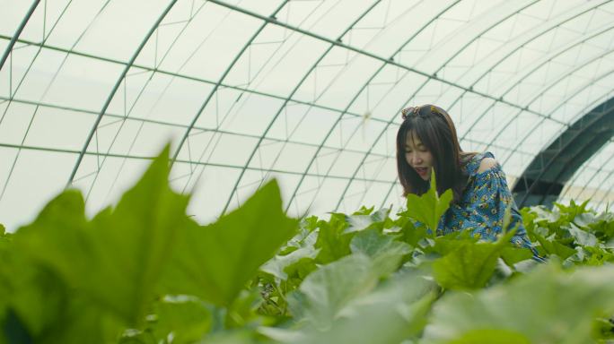 有机蔬菜 食品 南瓜采摘 健康食品