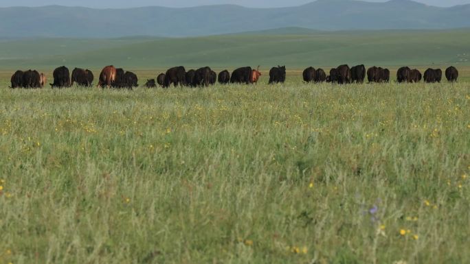 黑牛 吃草 内蒙古草原 天然牧场 畜牧业