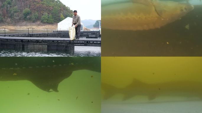 杭州千岛湖人工鲟龙鱼养殖基地