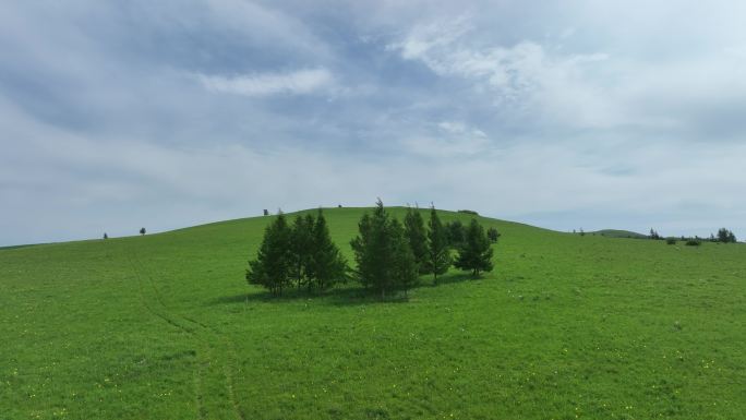 野花盛开的山岗草甸