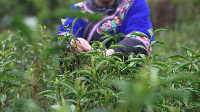 实拍高山茶园少数民族采春茶采茶空镜3