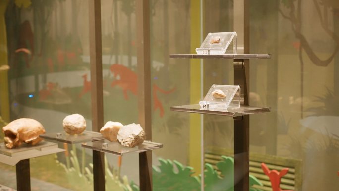 4K正版-陕西历史博物馆古人类头骨化石