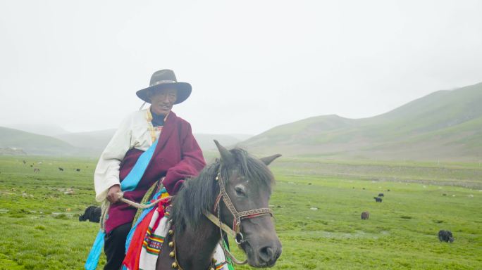 骑马放羊 草原 羊群 内蒙古 西藏藏族