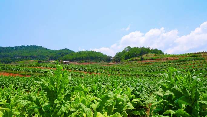 农业农产品农作物烟叶烤烟种植基地延时