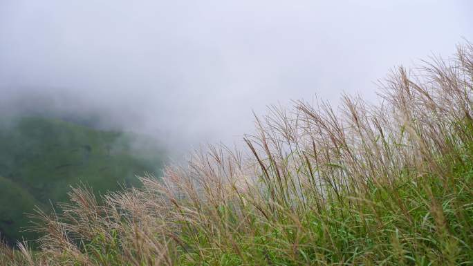 山上杂草特写风吹草动山峰云雾荒草丛生野草