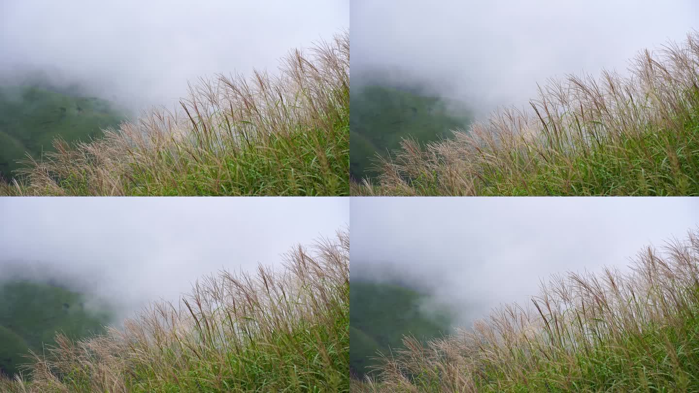 山上杂草特写风吹草动山峰云雾荒草丛生野草