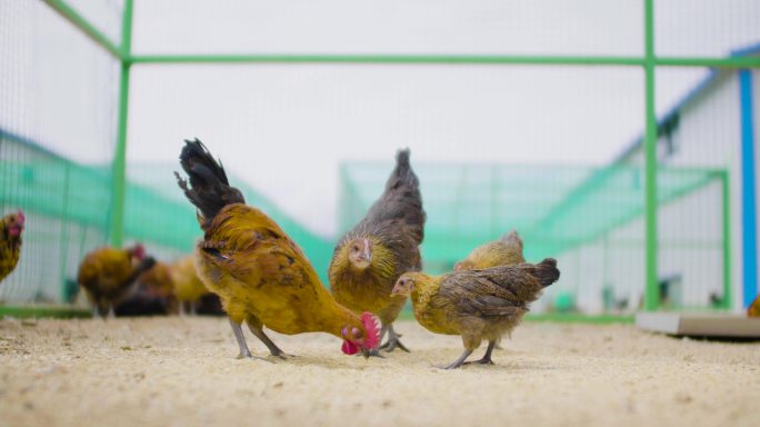 肉鸡 母鸡 畜牧业 养殖业 养鸡场 动物