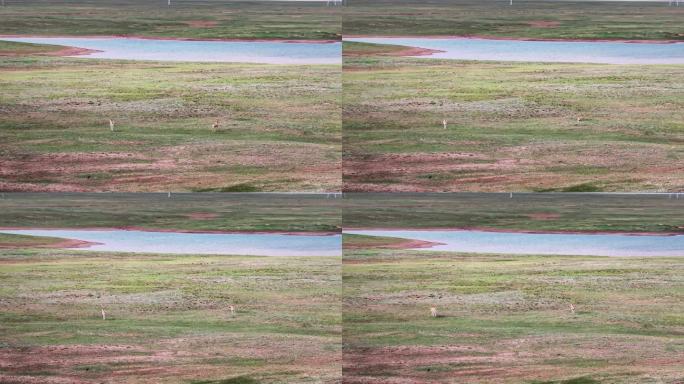 青海可可西里藏羚羊野生动物实拍航拍视频