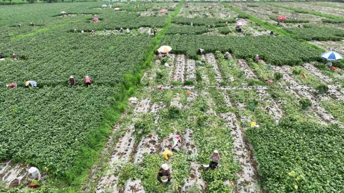 毛豆种植毛豆收获4K航拍素材