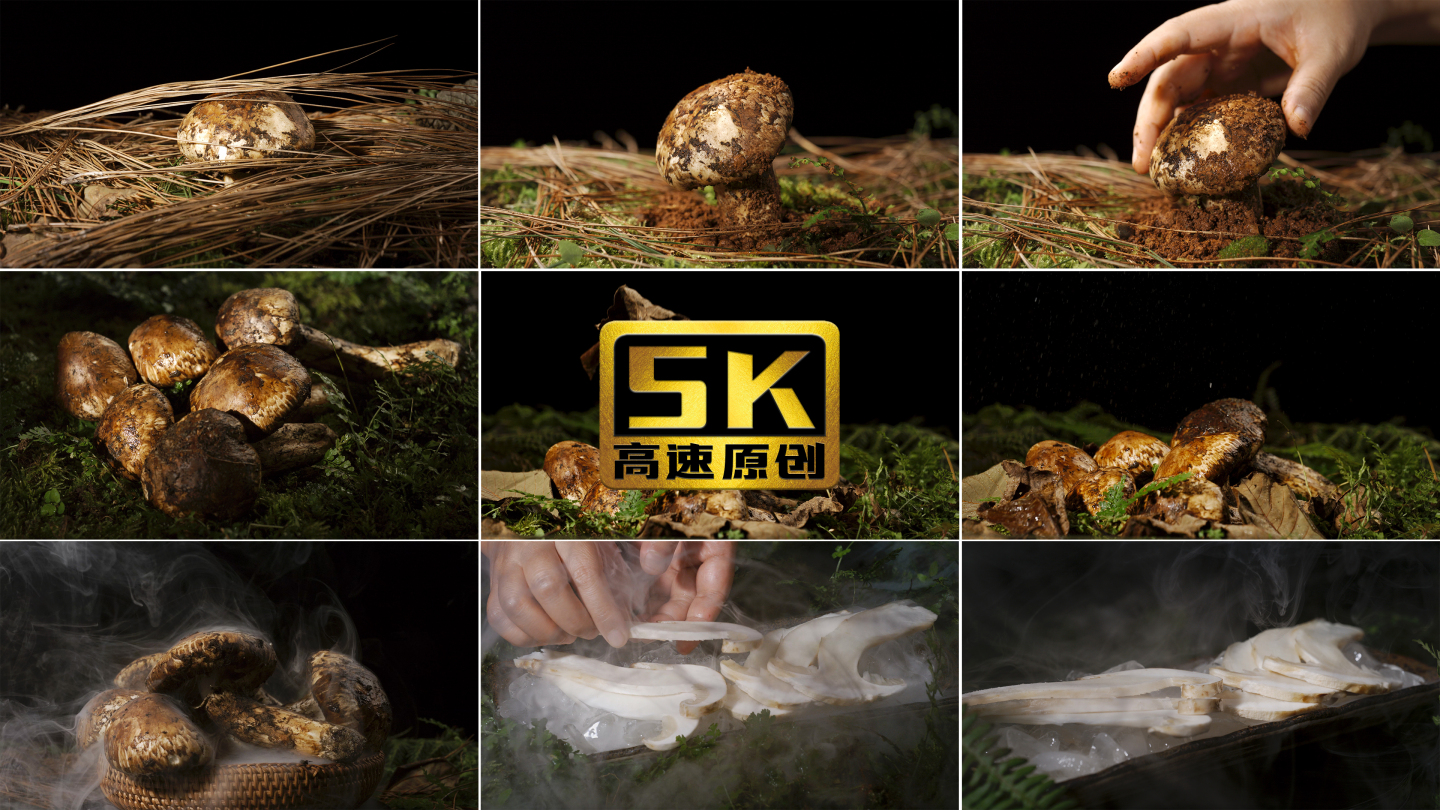 5K-云南松茸，野生松茸，松茸展示