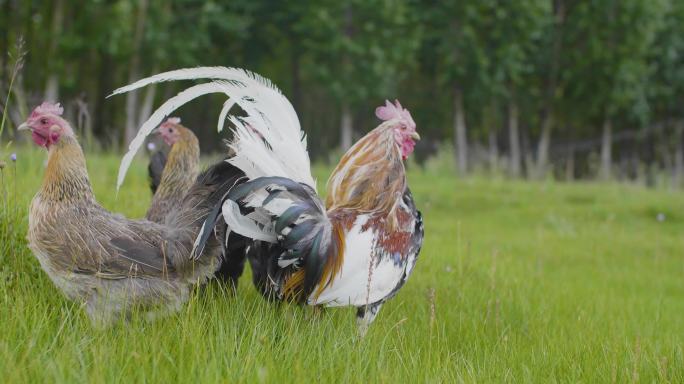 草坪上的鸡 草原上的鸡 漂亮的鸡保护物种