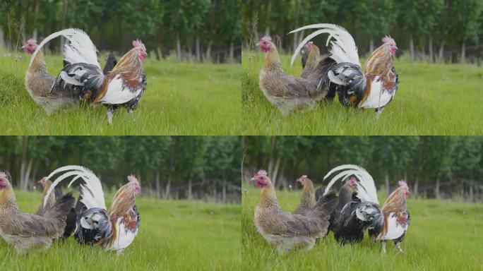 草坪上的鸡 草原上的鸡 漂亮的鸡保护物种