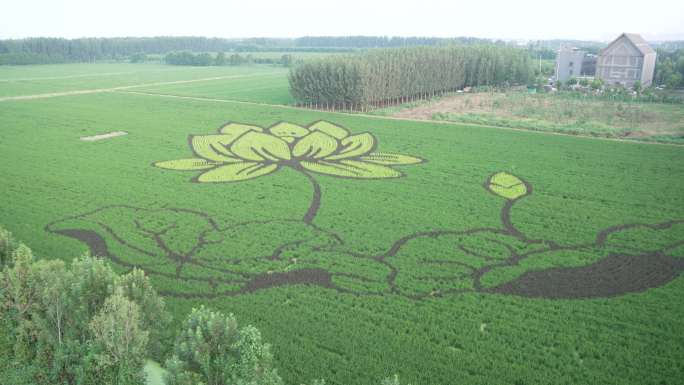 济南麦田画荷花