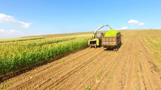 乡村振兴农业玉米秋收割机航拍玉米地