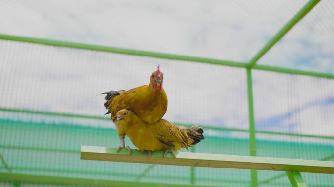 养鸡 鸡 吃饲料 鸡场 鸡舍 现代化养殖