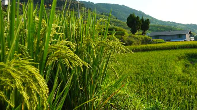 梯田稻谷稻田 夏季稻穗作物 田野丰收景象