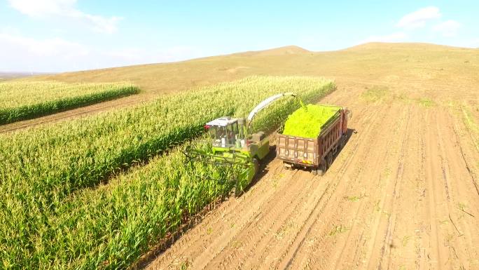 秋收玉米收割机械化航拍收玉米内蒙古