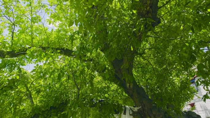 大树 踏青 风景 天空 唯美 核桃核桃树