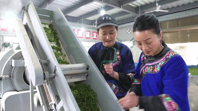 茶厂机械化制作绿茶工序