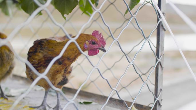 鸡场调查 催长 禽流感 家禽 篮子 商业