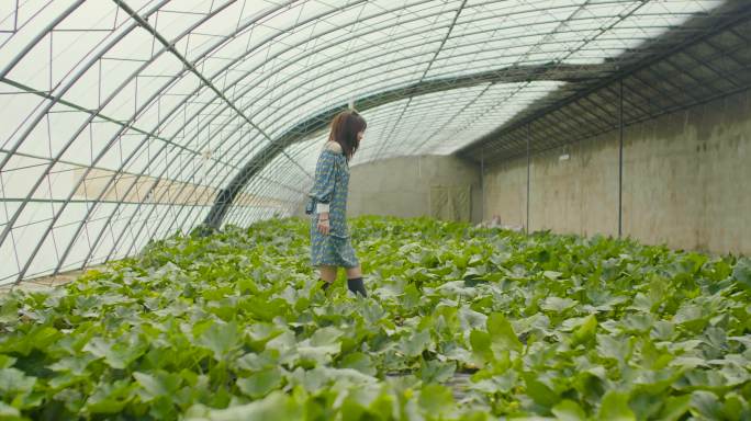 蔬菜大棚 高端农业种植技术