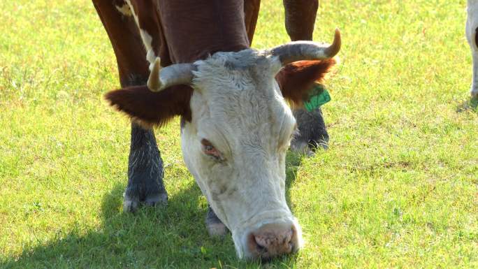 草原上牛群在吃草